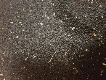 6315f4c2704c8.jpg