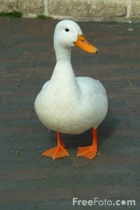5b0ea38e301fa.jpg